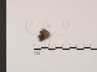 登錄號:F0017968藏品圖，第1張