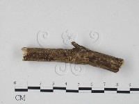 登錄號:F0017972藏品圖，第1張