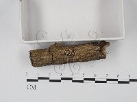 登錄號:F0017973藏品圖，第1張