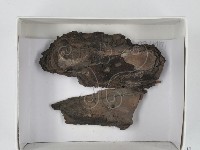登錄號:F0017981藏品圖，第1張