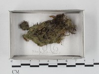 登錄號:F0017985藏品圖，第1張