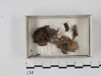 登錄號:F0017989藏品圖，第1張