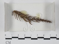 登錄號:F0017994藏品圖，第1張