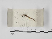 登錄號:F0018005藏品圖，第1張