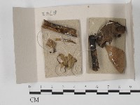 登錄號:F0018008藏品圖，第1張