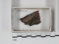 登錄號:F0018017藏品圖，第1張