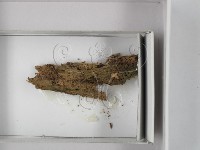 登錄號:F0018018藏品圖，第1張
