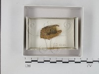 館號:F0018023藏品圖，第1張