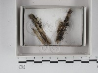登錄號:F0018031藏品圖，第1張