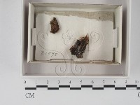 登錄號:F0018032藏品圖，第1張