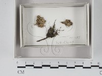 登錄號:F0018034藏品圖，第1張