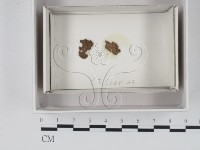 登錄號:F0018035藏品圖，第1張