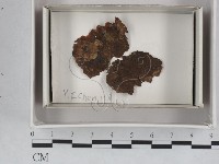 登錄號:F0018049藏品圖，第1張
