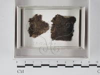 登錄號:F0018057藏品圖，第1張