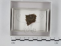 登錄號:F0018065藏品圖，第1張