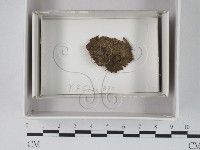 登錄號:F0018068藏品圖，第1張