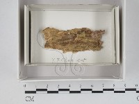 登錄號:F0018070藏品圖，第1張