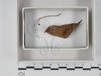 館號:F0018085藏品圖，第1張