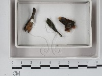 登錄號:F0018093藏品圖，第1張