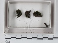 登錄號:F0018094藏品圖，第1張