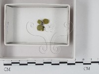 登錄號:F0018095藏品圖，第1張