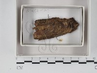 登錄號:F0018099藏品圖，第1張