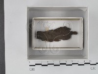 登錄號:F0018106藏品圖，第1張
