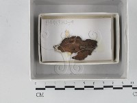 登錄號:F0018108藏品圖，第1張