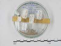 登錄號:F0018118藏品圖，第1張