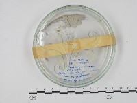 登錄號:F0018118藏品圖，第3張