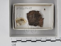 登錄號:F0018125藏品圖，第1張