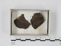登錄號:F0018139藏品圖，第1張