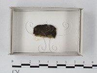 登錄號:F0018141藏品圖，第1張
