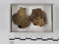 登錄號:F0018145藏品圖，第1張