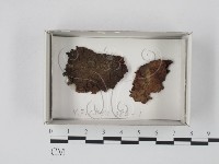 登錄號:F0018147藏品圖，第1張