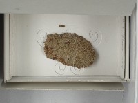 登錄號:F0018162藏品圖，第1張