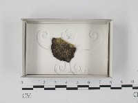 登錄號:F0018164藏品圖，第1張