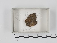 登錄號:F0018166藏品圖，第1張