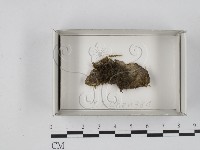 登錄號:F0018168藏品圖，第1張