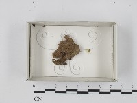 登錄號:F0018170藏品圖，第1張