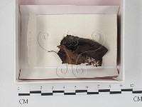 登錄號:F0018181藏品圖，第1張