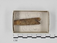 登錄號:F0018186藏品圖，第1張
