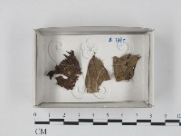 登錄號:F0018190藏品圖，第1張