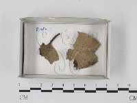 登錄號:F0018191藏品圖，第1張