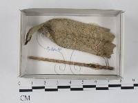 登錄號:F0018195藏品圖，第1張