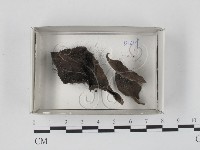 登錄號:F0018197藏品圖，第1張