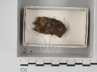 登錄號:F0018209藏品圖，第1張