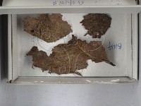 登錄號:F0018235藏品圖，第1張
