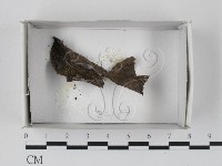 登錄號:F0018237藏品圖，第1張