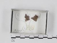 登錄號:F0018240藏品圖，第1張